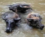 water-buffalo-yulong-river-yangshuo-village-inn-guilin-yangshuo-china